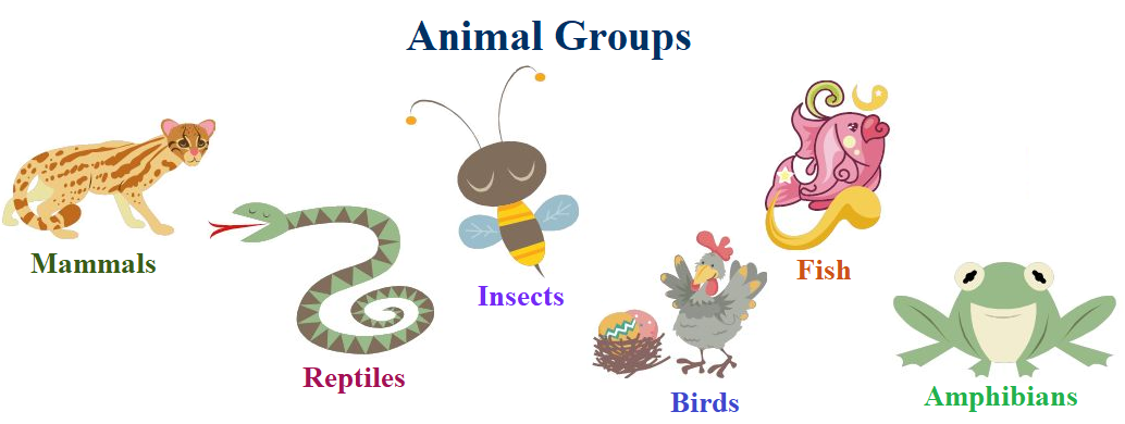 animal groups